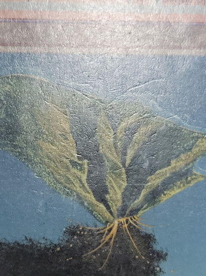 Volcanic Island — Damaged — ID 17072